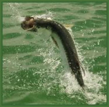 a jumping tarpon in the everglades national park